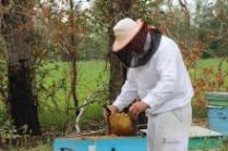 В Алтайском крае создана рабочая группа, которая занимается выяснением причин гибели пчел в ряде хозяйств края
