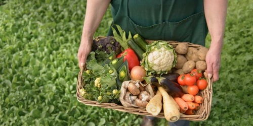 В ПЕРВОМ ЧТЕНИИ ГД ПРИНЯТ ЗАКОНОПРОЕКТ, ПОЗВОЛЯЮЩИЙ ФЕРМЕРАМ ПРОДАВАТЬ ПРОДУКЦИЮ НА СВОИХ УЧАСТКАХ