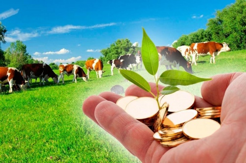 ГОСПОДДЕРЖКУ В 2020 ГОДУ СМОГЛИ ПОЛУЧИТЬ ЛИШЬ 8,2% ФЕРМЕРОВ